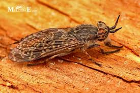 Attēlu rezultāti vaicājumam “Haematopota sp.”