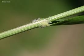 Attēlu rezultāti vaicājumam “Calamagrostis canescens fruit”