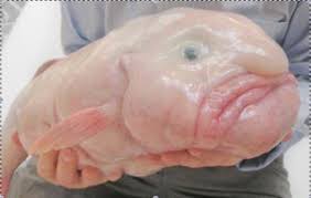 Image result for blobfish