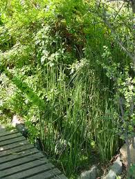 Attēlu rezultāti vaicājumam “Equisetum hyemale”