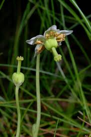 Attēlu rezultāti vaicājumam “Moneses uniflora bud”
