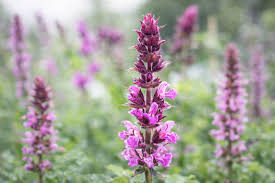 Attēlu rezultāti vaicājumam “Salvia nemorosa fruit”