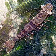 Attēlu rezultāti vaicājumam “Crustacea”