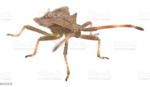 Attēlu rezultāti vaicājumam “Coreus marginatus nymph”