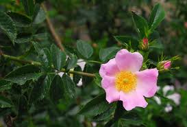 Attēlu rezultāti vaicājumam “Rosa canina”