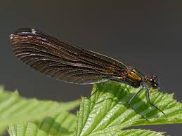 Attēlu rezultāti vaicājumam “Calopteryx virgo female”