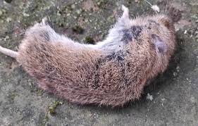 Attēlu rezultāti vaicājumam “Myodes glareolus”