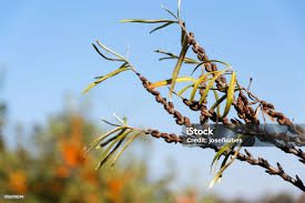 Attēlu rezultāti vaicājumam “Hippophae rhamnoides female flower”