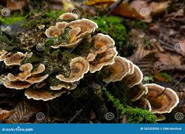 Attēlu rezultāti vaicājumam “Gloeophyllum odoratum”