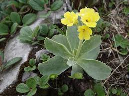 Attēlu rezultāti vaicājumam “Primula”
