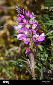 Attēlu rezultāti vaicājumam “Polygala comosa”