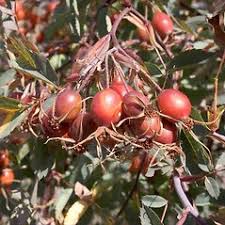 Attēlu rezultāti vaicājumam “Rosa glauca”