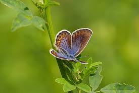 Attēlu rezultāti vaicājumam “Plebejus argus / Plebejus idas”