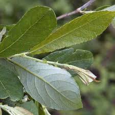 Attēlu rezultāti vaicājumam “Salix cinerea leaf”