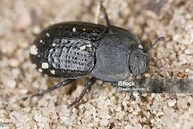 Attēlu rezultāti vaicājumam “Opatrum sabulosum”