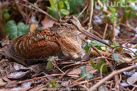 Attēlu rezultāti vaicājumam “Scolopax rusticola”