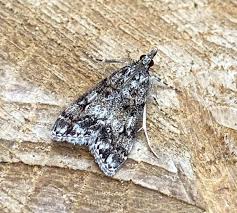 Attēlu rezultāti vaicājumam “Eudonia lacustrata”