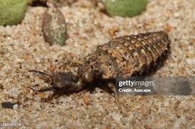 Attēlu rezultāti vaicājumam “Myrmeleontidae larva”