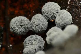 Attēlu rezultāti vaicājumam “Didymium minus spores”