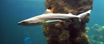 Image result for Carcharhinus melanopterus