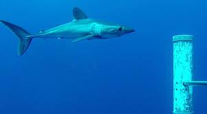 Image result for Lamna nasus