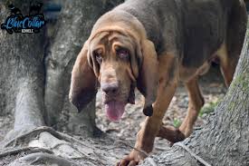 Image result for Carlisle BloodHounds