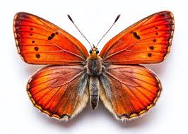 Attēlu rezultāti vaicājumam “Lycaena phlaeas”