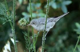 Image result for Hippolais pallida