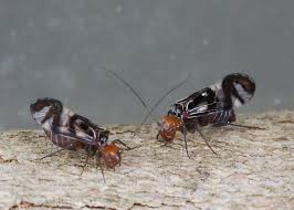 Attēlu rezultāti vaicājumam “Psocoptera”