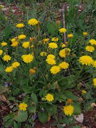 Attēlu rezultāti vaicājumam “Hypochaeris maculata”