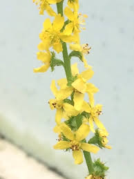 Image result for Agrimonia eupatoria