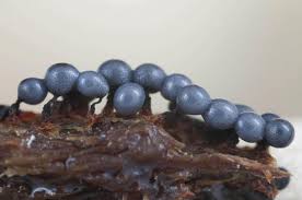 Attēlu rezultāti vaicājumam “Cribraria argillacea macro”