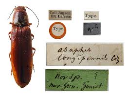 Attēlu rezultāti vaicājumam “Hemicrepidius sp.”