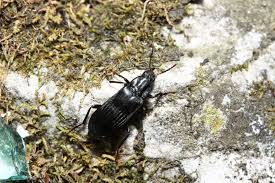 Attēlu rezultāti vaicājumam “Melandrya dubia”