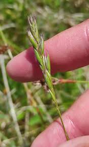 Attēlu rezultāti vaicājumam “Danthonia decumbens”