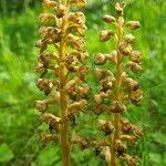 Attēlu rezultāti vaicājumam “Neottia nidus-avis fruit”