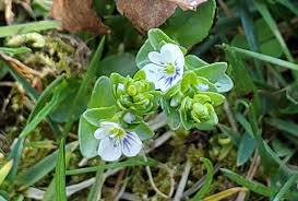 Attēlu rezultāti vaicājumam “Veronica persica leaf”