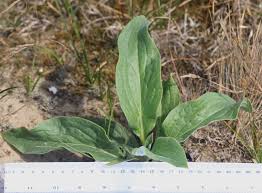 Attēlu rezultāti vaicājumam “Cynoglossum officinale leaf”