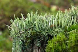 Attēlu rezultāti vaicājumam “Cladonia cornuta”
