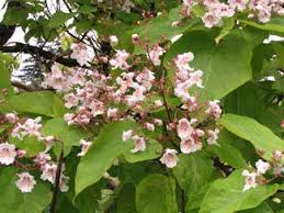 Attēlu rezultāti vaicājumam “Catalpa”