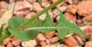 Attēlu rezultāti vaicājumam “Sonchus oleraceus leaf”