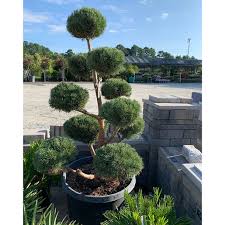 Attēlu rezultāti vaicājumam “Pinus sylvestris”