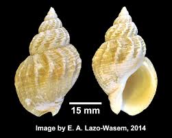 Image result for Buccinum undatum