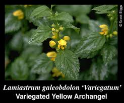 Attēlu rezultāti vaicājumam “Lamiastrum galeobdolon flower”