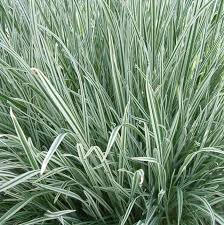 Attēlu rezultāti vaicājumam “Arrhenatherum elatius”