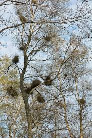 Attēlu rezultāti vaicājumam “Taphrina betulina”