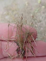 Attēlu rezultāti vaicājumam “Eleocharis quinqueflora flower”