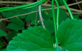 Attēlu rezultāti vaicājumam “Humulus lupulus leaf”