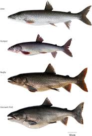 Image result for Salvelinus namaycush