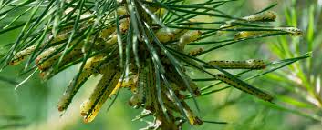 Attēlu rezultāti vaicājumam “Diprion pini female”